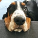 Bassethound Cascina Torchio